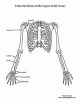 Upper Coloring Skeleton Limb Humerus Bone Anatomy Pages Body Human Template Pdf sketch template