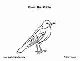 Robin Coloring American sketch template