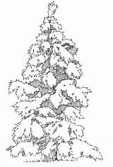Tree Evergreen Outline Coloring Clipart Popular Library sketch template