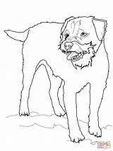 Terrier Border Coloring Pages Dog Drawing Scottish Jack Russell Collie Printable Bone Supercoloring Puppy Colouring Yorkshire Dogs Kids Template Getcolorings sketch template