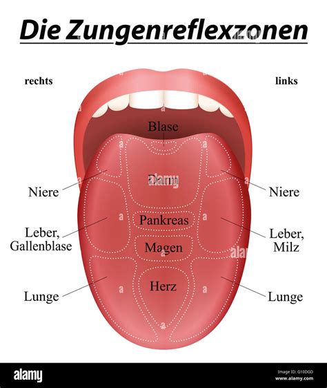 zunge reflexzonenmassage diagramm deutsche beschriftung mit