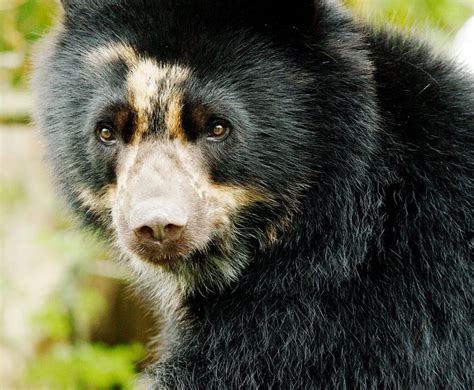 introducir  images el oso de anteojos en peligro de extincion
