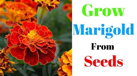 grow marigold  seeds youtube