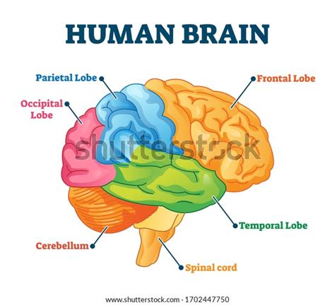 human brain vector illustration labeled anatomical stock vector