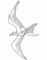 Bird Coloring Pages War Swallow sketch template