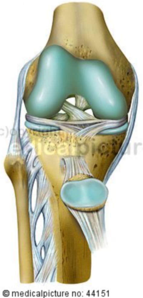 kniegelenk knee joint doccheck