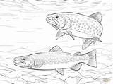 Trout Coloring Pages Fish Rainbow Brown Printable Drawings Drawing Adult Brook Supercoloring Saltwater Colouring Fishing Color Wonderfully Template Book Crafts sketch template