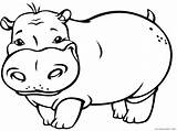 Coloring4free Hippopotamus sketch template