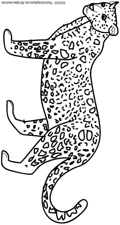 leopard coloring page audio stories  kids  coloring pages