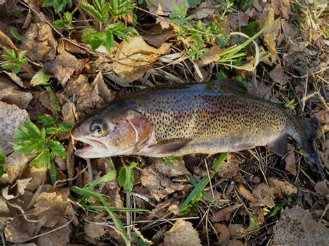 forellen  fischerforumch