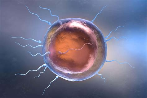 human eggs release chemicals  attract  sperm     scientist