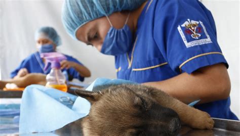 Anuncian Jornadas Gratuitas De Esterilización Para Mascotas