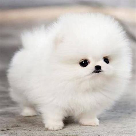 fluffy puppy puppies cute teacup puppies pomeranian puppy