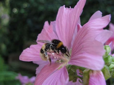 bijenplanten en bloemen voor bijen