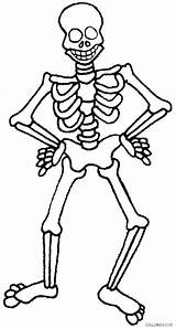 Coloring Skeleton Pages Human Pirate Bone Skeletal System Bones Getcolorings Skull Printable Color sketch template