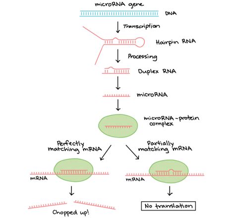 rna post transcriptional modification biology for majors i