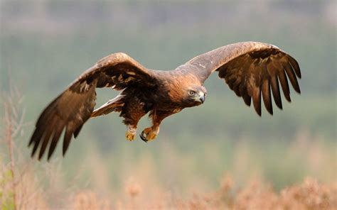 golden eagle falconry aquilalp