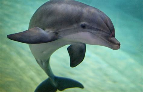 russias military  bought  bottlenose dolphins   wont