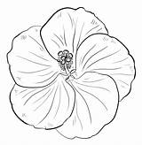 Coloring Pages Flowers Hibiscus Printable Print Beautiful Size sketch template