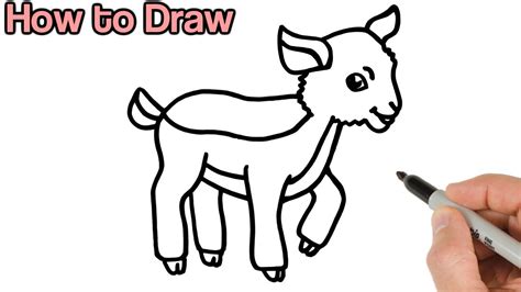 draw  goat kid cute baby animals drawings  beginners youtube