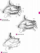 Info Lymph Nodes Paranasal Paranasales Sinus Sinuses sketch template