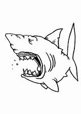 Kleurplaten Haaien Haai Zwemt Animaatjes sketch template
