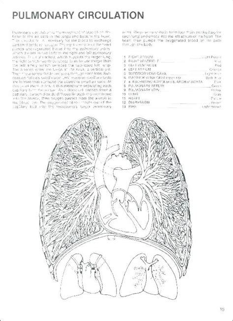 coloring pages blood answer key printable coloring pages