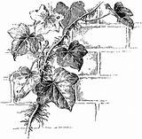 Ivy Clipart Vine Poison Drawing Leaf Clip Plant Etc Flower Drawings Usf Edu Draw Coloring Tattoos Plants Tattoo Bergen 1896 sketch template