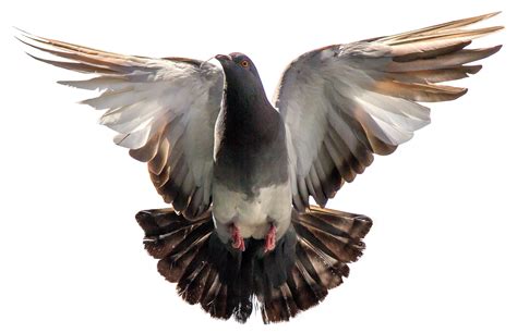 pigeon flying png image purepng  transparent cc png image library