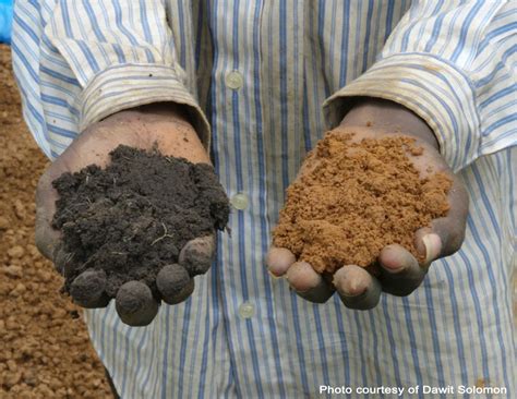 year  african soil technique    mitigate climate change plantwiseplus blog