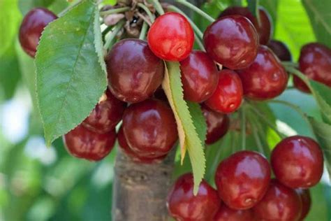 grow  care  fruiting cherry trees gardeners path