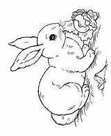 Coloring Bunny Pages Rabbit Printables sketch template