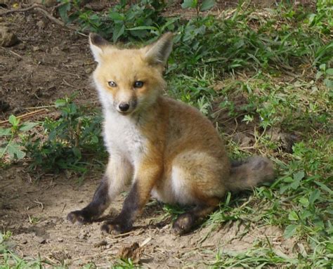 fox pup   cmurr  deviantart