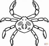 Crab Coloring Spider Kids Pages Printable Hermit Designlooter 65kb 1200 Drawings sketch template