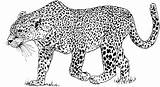 Leopard Animals Printable sketch template