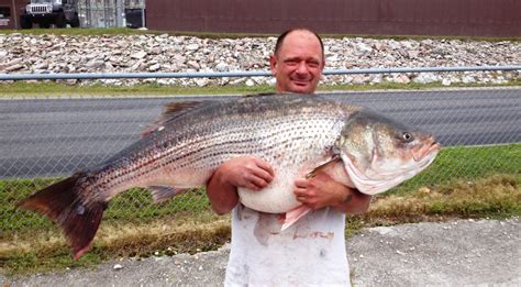 taney county angler catches record striped bass missouri department  conservation