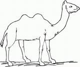 Camel Bestcoloringpagesforkids Coloringbay Entitlementtrap sketch template