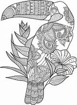 Coloring Toucan Adult Pages Animal Zentangle Mandala Adults Printable Zoo Book Colouring Gel Star Books Zentangles Pens Coloringbay Choose Board sketch template