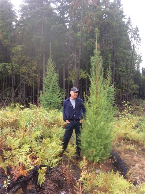 silviculture activities nakusp  area community forest