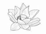 Lotus Outline Flower Drawing Transparent Tumblr Clipart Japanese Flowers Line Drawings Aesthetic Simple Vector Leaves Outlines Sketch Clip Collection Getdrawings sketch template