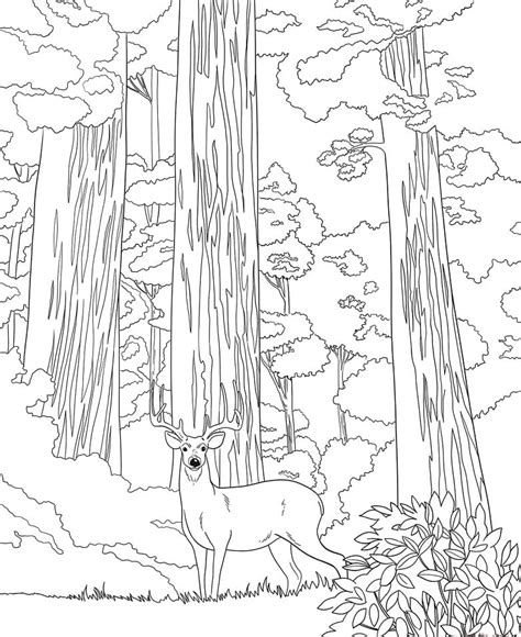 sequoia national park coloring page  printable coloring pages