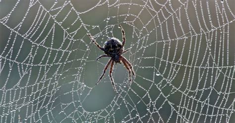 Five Natural Tricks To Keep Spiders Out Of Your House Daily Star