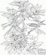 Azalea Rhododendron Drawing Flower Virginia Dandelion Coloring Getdrawings Pages Bird Seeds Seed sketch template