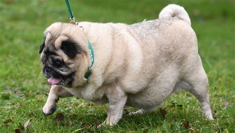 pug info life expectancy personality puppies pictures