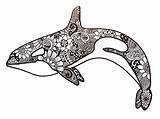 Orca Zentangle Animals Whale Coloring Pages Animal Sea Tattoo Tumblr Orcas Tattoos Zentangles Adult sketch template