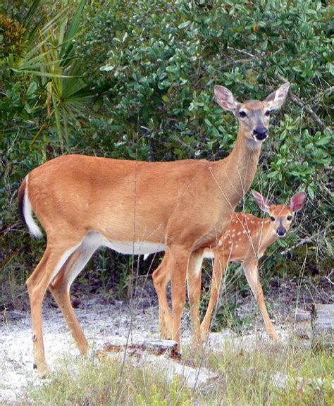 doe with fawn i photograph by sheri mcleroy