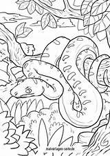 Schlangen Ausmalbilder Baum Schlange Ausmalen Ausmalbild Kostenlos Malvorlagen sketch template
