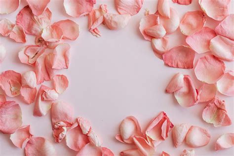 scattered rose petals  white background  stock photo