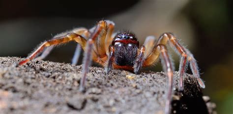 How Virtual Reality Spiders Are Helping People Face Their Arachnophobia