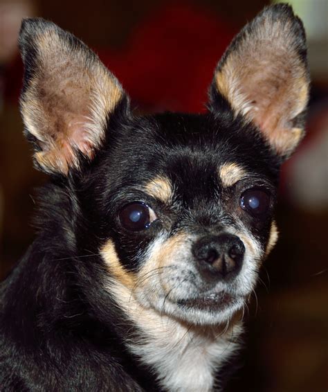 chihuahua dog  stock photo public domain pictures